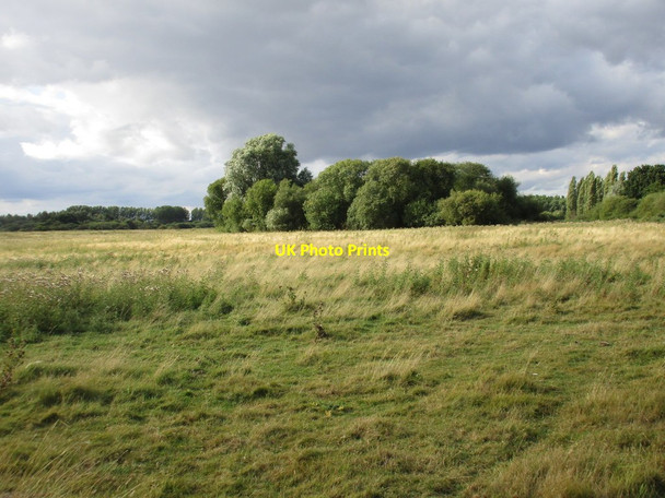 Photo 6"x4" Grassland and trees Mattersey c2016