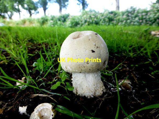 Photo 6"x4" Fungus, Lisnamallard Omagh c2016