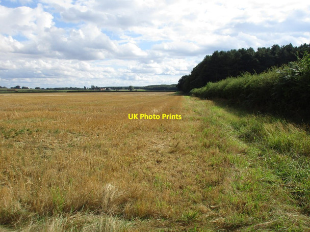Photo 6"x4" Hedgerow and the edge of Antcliff Plantation Lound\/SK6986 c2016