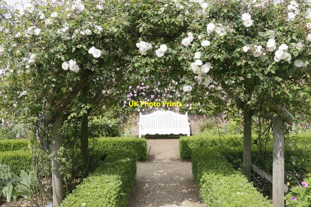 Photo 6"x4" Roses Round the Arch Lower Brook c2016