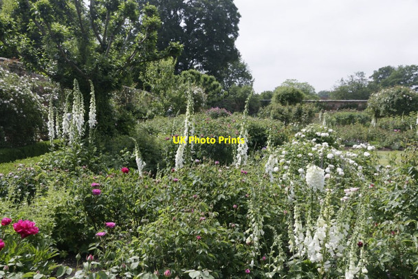 Photo 6"x4" Across the Garden Lower Brook c2016