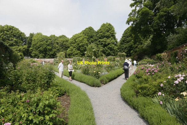 Photo 6"x4" Viewing the Roses Lower Brook c2016