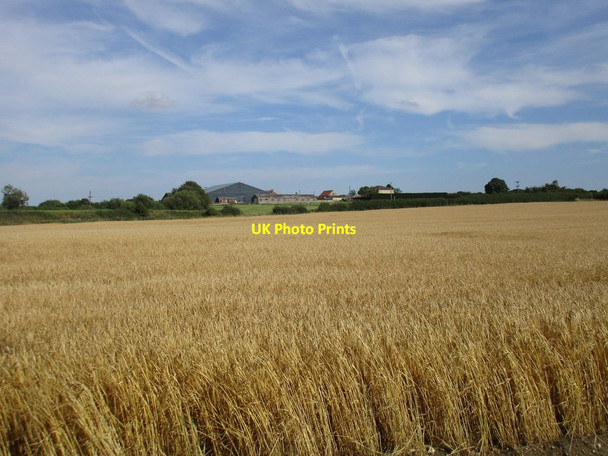 Photo 6"x4" Wheatfield and Atterby Farm Atterby c2016