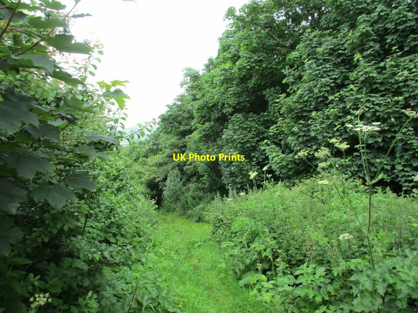 Photo 6"x4" Footpath to Puncknowle Puncknowle c2016