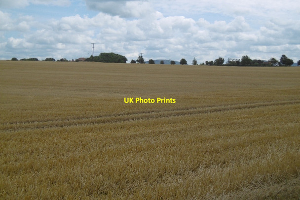 Photo 6"x4" Stubble, Middleton on Leven Middleton-on-Leven c2016
