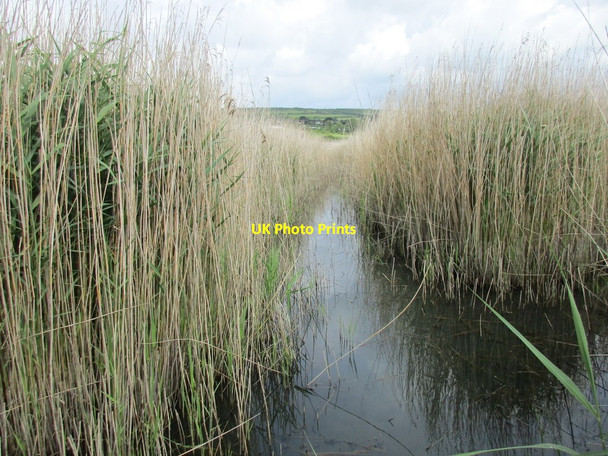 Photo 6"x4" Gap in the reedbed West Bexington c2016