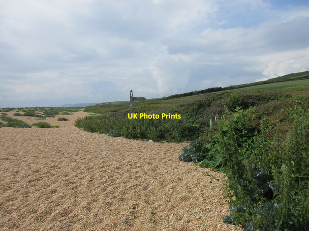 Photo 6"x4" Chesil Beach and the beginning of a footpath to Swyre Swyre\/SY5288 c2016