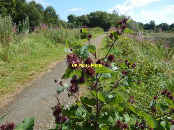 Photo 6"x4" Lesser Burdock near the River Leven Dumbarton c2016