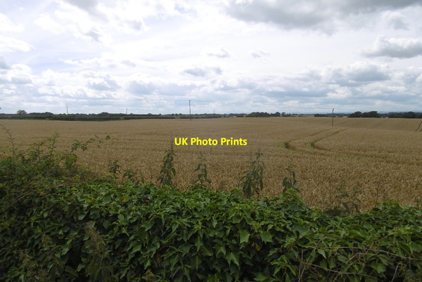 Photo 6"x4" Wheat field near Middleton on Leven Middleton-on-Leven c2016