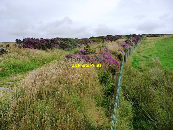 Photo 6"x4" August heather, along Sound Road Ballelby c2016