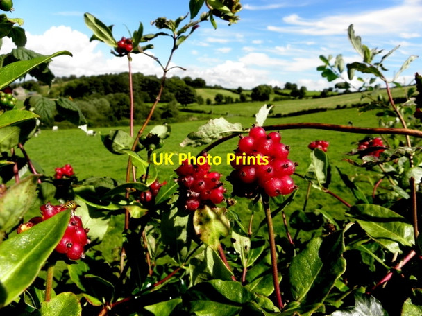 Photo 6"x4" Wild honeysuckle berries, Carrycastle Eglish c2016