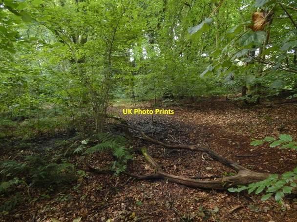 Photo 6"x4" The edge of Renton Wood Alexandria c2016