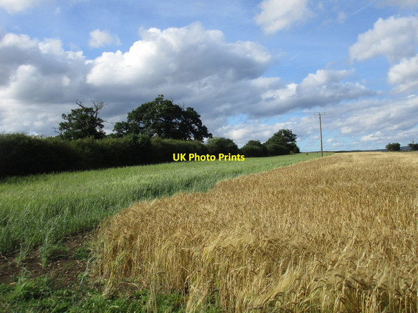 Photo 6"x4" Mixed grains Sproxton\/SE6181 c2016