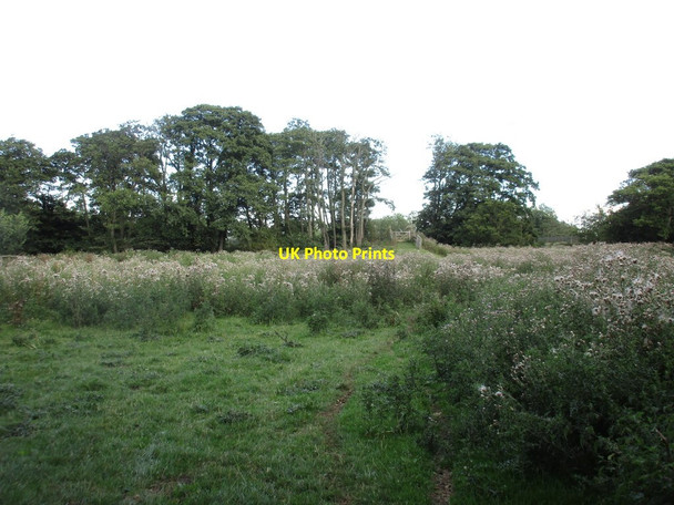 Photo 6"x4" Tread carefully through the thistles Harome c2016