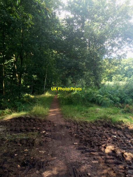 Photo 6"x4" Robin Hood Way Carburton c2016