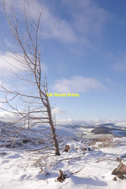 Photo 6"x4" Felled area on Cademuir Hill Bellanrigg c2016