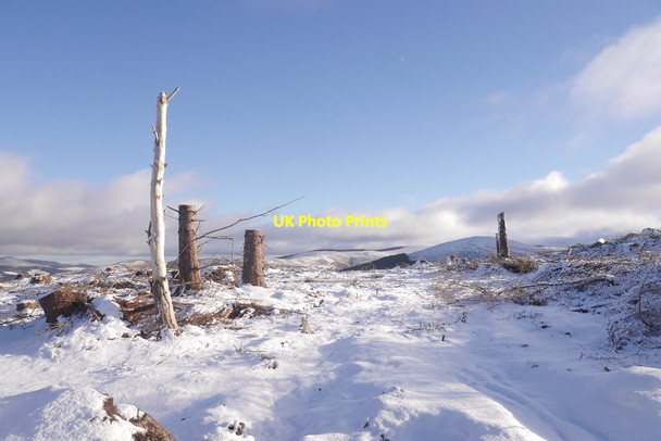 Photo 6"x4" Felled area, Cademuir Hill Bellanrigg c2016
