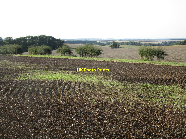 Photo 6"x4" Boundary hedge Binbrook c2016