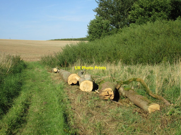 Photo 6"x4" Felled ash trees by Ormsby Plantation North Ormsby c2016