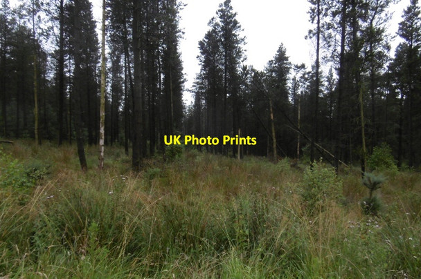 Photo 6"x4" Woodland above Cod Beck Reservoir Osmotherley c2016