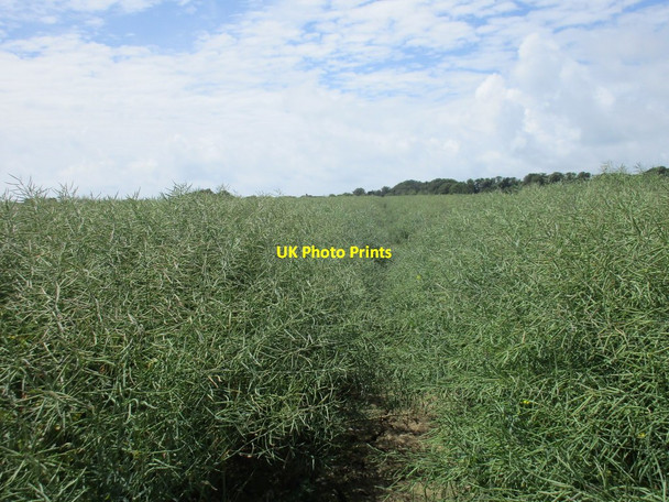 Photo 6"x4" Path through oilseed rape Littlehampton c2016
