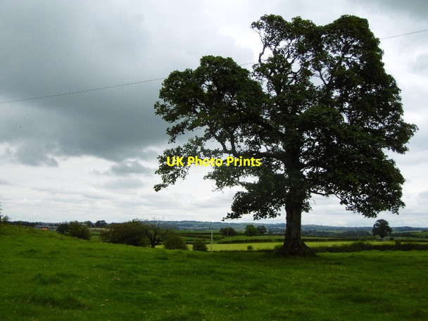 Photo 6"x4" Oak by Humbie Mearns\/NS5455 c2016