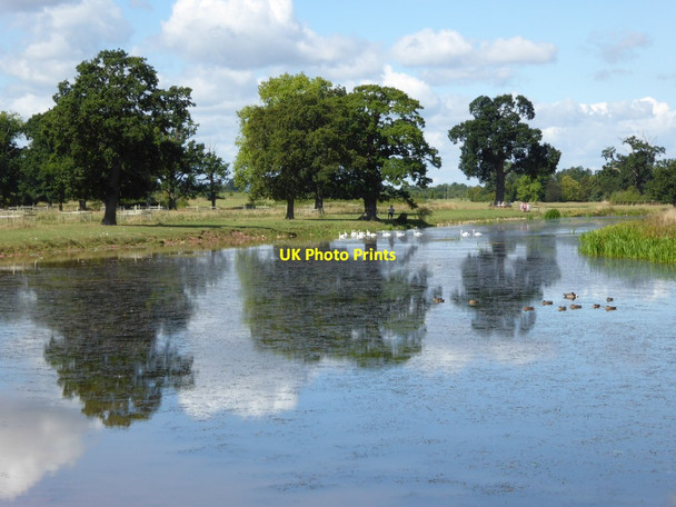 Photo 6"x4" Ducks and swans on Croome River Dunstall Common c2016