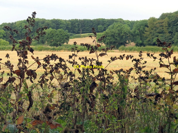 Photo 6"x4" Burdock on edge of stubble field Houghton\/NZ1266 c2016