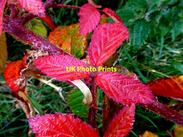 Photo 6"x4" Bramble leaves turning red, Deroran Beragh c2016