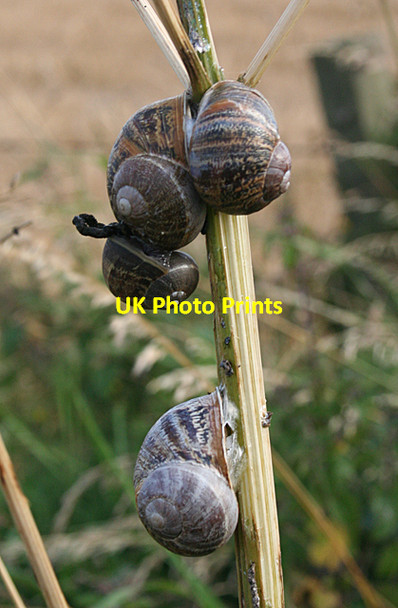 Photo 6"x4" Snails on Hogweed Rosehearty c2016