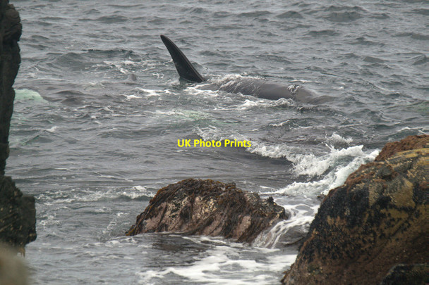 Photo 6"x4" Killer Whales (Orcinus orca), Muness Muness c2016