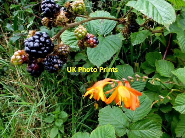 Photo 6"x4" Blackberries and an escapee, Reaghan Mountjoy\/H4277 c2016