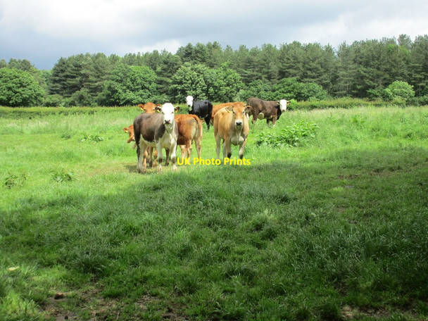 Photo 6"x4" Cattle in the sunshine Cattle End c2016