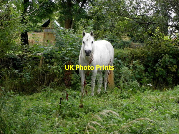 Photo 6"x4" Horse, Sloghan Drumquin c2016