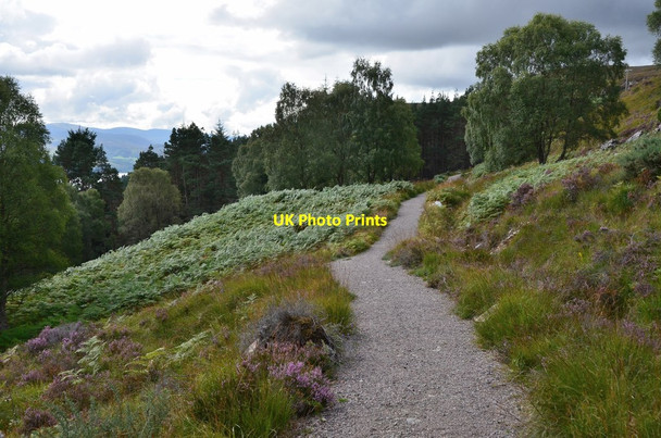 Photo 6"x4" Path nearing the tree line Invermoriston c2016