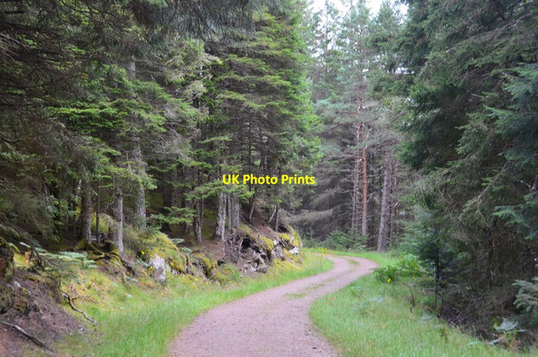 Photo 6"x4" Forest track in Ruskich Wood, Loch Ness Foyers\/NH4920 c2016