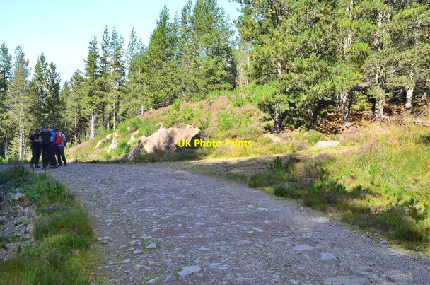 Photo 6"x4" Track in Abriachan Forest Abriachan c2016 P1