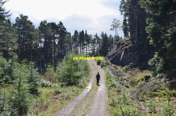Photo 6"x4" Forest track to Loch Ness Balchraggan\/NH5634 c2016