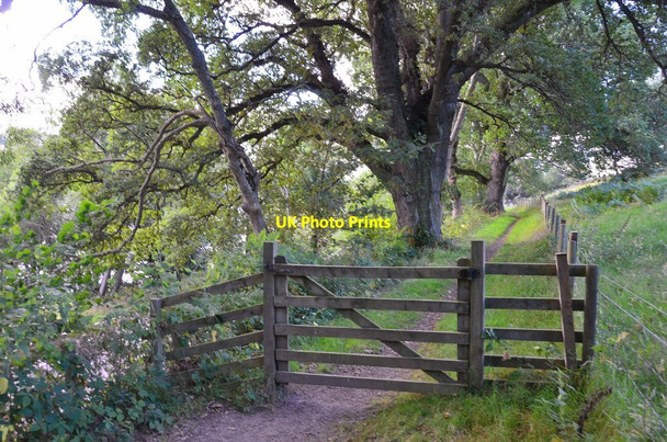 Photo 6"x4" Gate and path above the A82 Strone\/NH5228 c2016