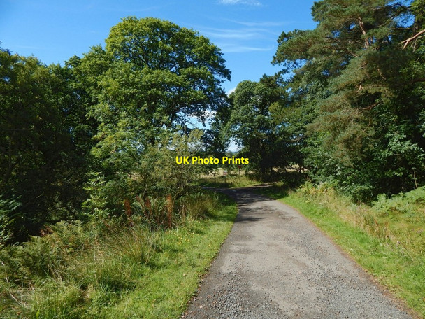 Photo 6"x4" Avenue from Overtoun House Dumbarton c2016