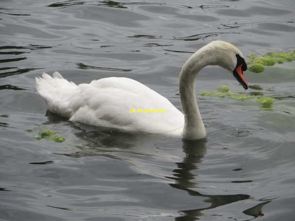 Photo 6"x4" Swan on Killingworth Lake Longbenton c2016