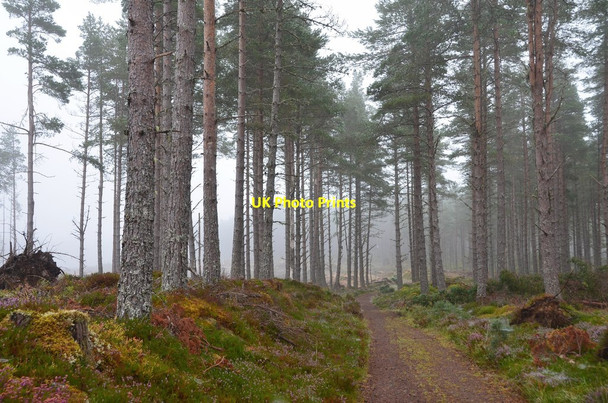 Photo 6"x4" Forest track past Blackfold Blackfold\/NH5840 c2016
