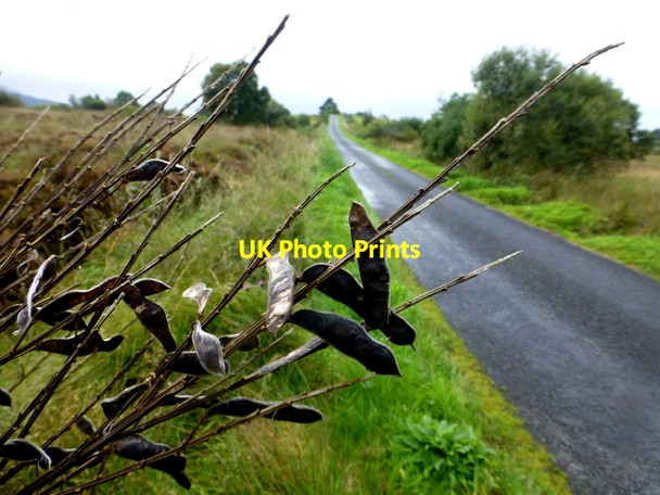 Photo 6"x4" Broom pods, Gallan Lower Newtownstewart c2016
