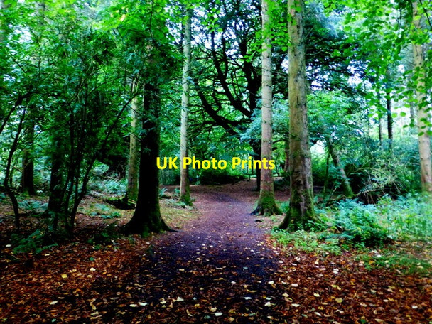 Photo 6"x4" Seskinore Forest Seskinore c2016