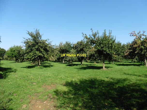 Photo 6"x4" Apple Orchard, Hawthorn Hill Southay\/ST4319 c2016