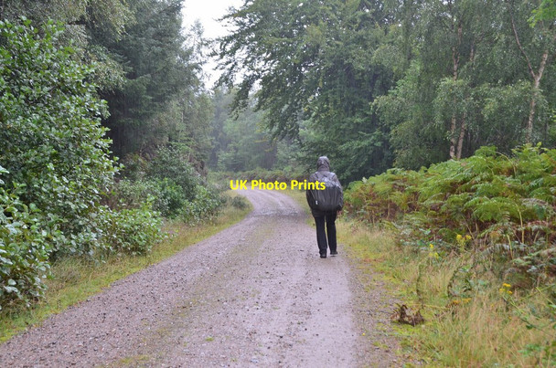 Photo 6"x4" A wet spell in Clunes Forest Clunes c2016
