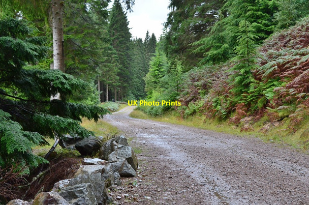 Photo 6"x4" Forest track by Loch Lochy Clunes c2016