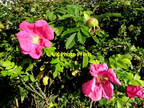 Photo 6"x4" Wild roses, Tamlaght Omagh c2016
