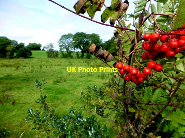 Photo 6"x4" Botera Lower Townland Omagh c2016