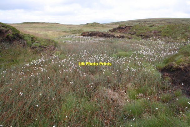 Photo 6"x4" Peat Hags and cotton grass on Tarn Rigg Lea Yeat c2016